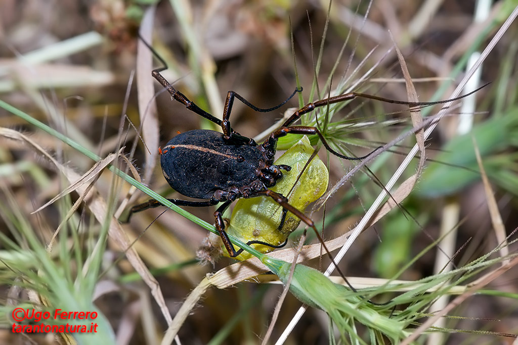 Opiliones  da determinare, grazie